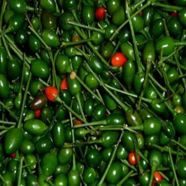 CHILE CHILTEPE