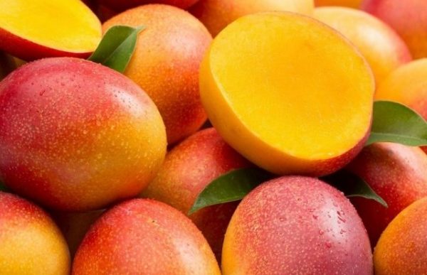 MANGO TOMY