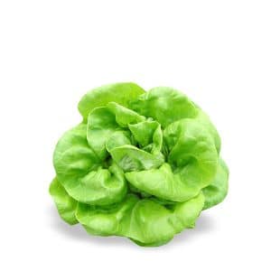 LECHUGA MANTEQUILLA